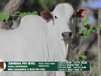 Lote 51