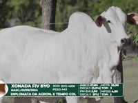 Lote 52