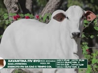 Lote 53