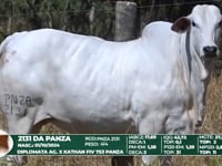 Lote 56