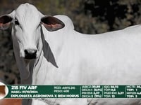 Lote 57
