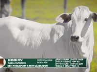 Lote 58