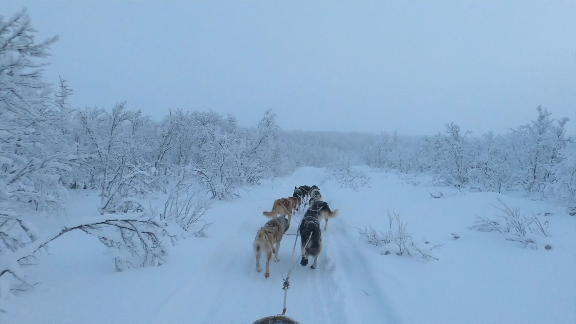 hundekjøring div klipp fra Jan Helmer Olsen