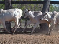 Lote 07P
