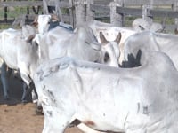 Lote 11P