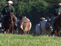 GERAL TOUROS BRAHMAN VITORIA
