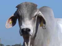 Lote 06
