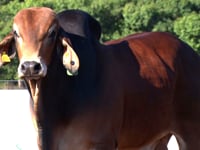 Lote 27