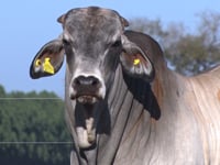 Lote 34