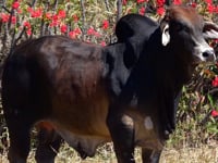 Lote 38