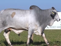 Lote 36