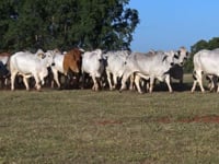 GERAL FEMEAS BRAHMAN VITORIA