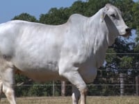 Lote 01