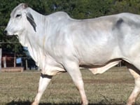 Lote 05