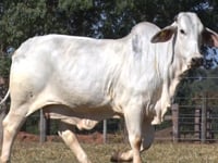 Lote 17