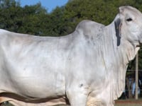 Lote 19