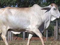 Lote 27