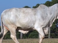 Lote 29