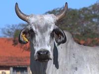Lote 30