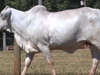 Lote 31