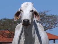 Lote 32