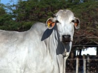 Lote 33