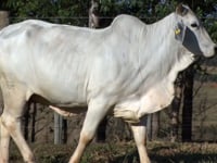 Lote 34