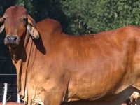 Lote 24