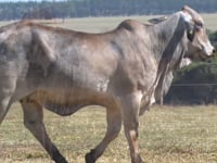 Lote 36