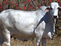 Lote 38