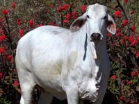Lote 40