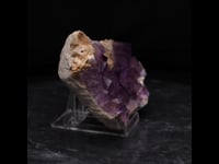 80311- Bracciopod/Fluorite