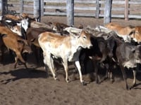 Lote 40P