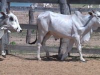 Lote 103P