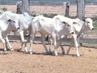 Lote 100P