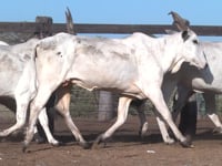 Lote 12P
