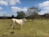 Lote 12
