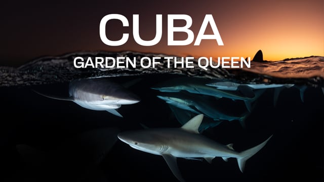 Garden Of The Queen, Cuba – Jardines Avalon III