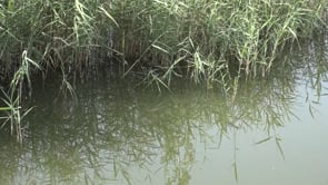 Les pluges de juliol disparen la població de mosquit tigre