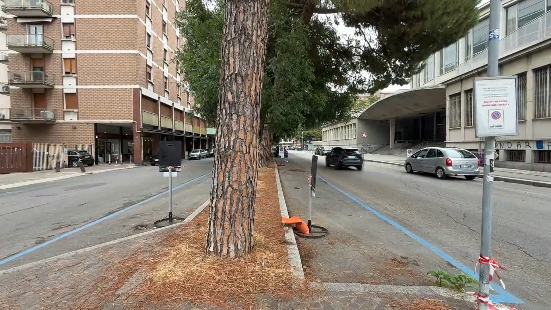 Via Calori, due pini saranno sottoposti a controlli di staticità