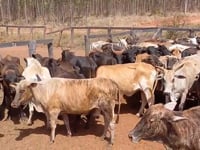 Lote 77
