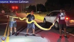 Huge Python Loose in Columbia, South Carolina