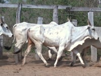 Lote 13P