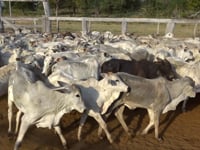 Lote 63P