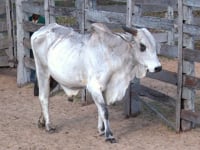 Lote 99P