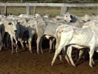 Lote 62P