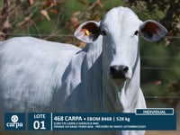 Lote 01