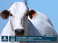 Lote 02