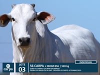 Lote 03