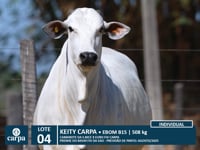 Lote 04